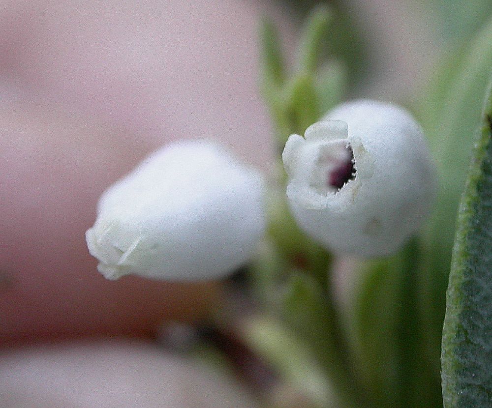 Ericaceae Arctostaphylos 