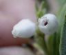 image of Arctostaphylos 