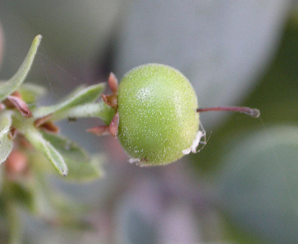Ericaceae Arctostaphylos 