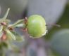 image of Arctostaphylos 