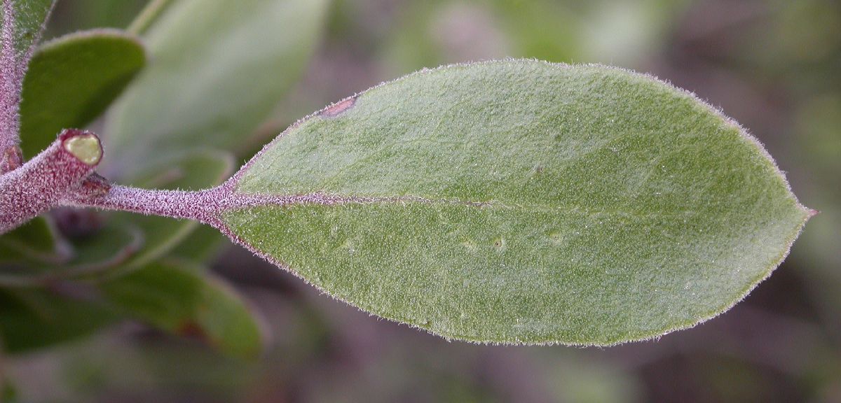 Ericaceae Arctostaphylos hookeri