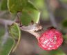 image of Arctostaphylos hookeri