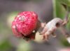 image of Arctostaphylos hookeri