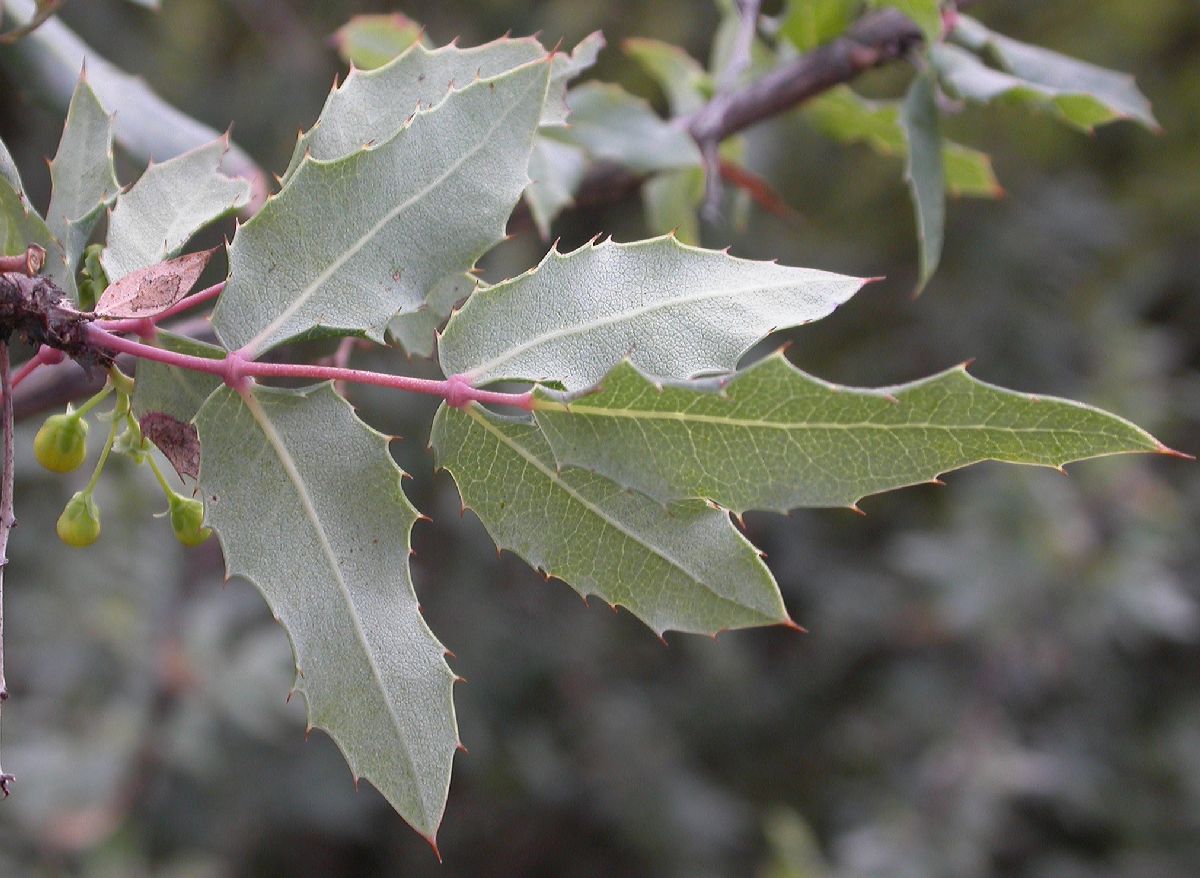 Berberidaceae Mahonia nevinii