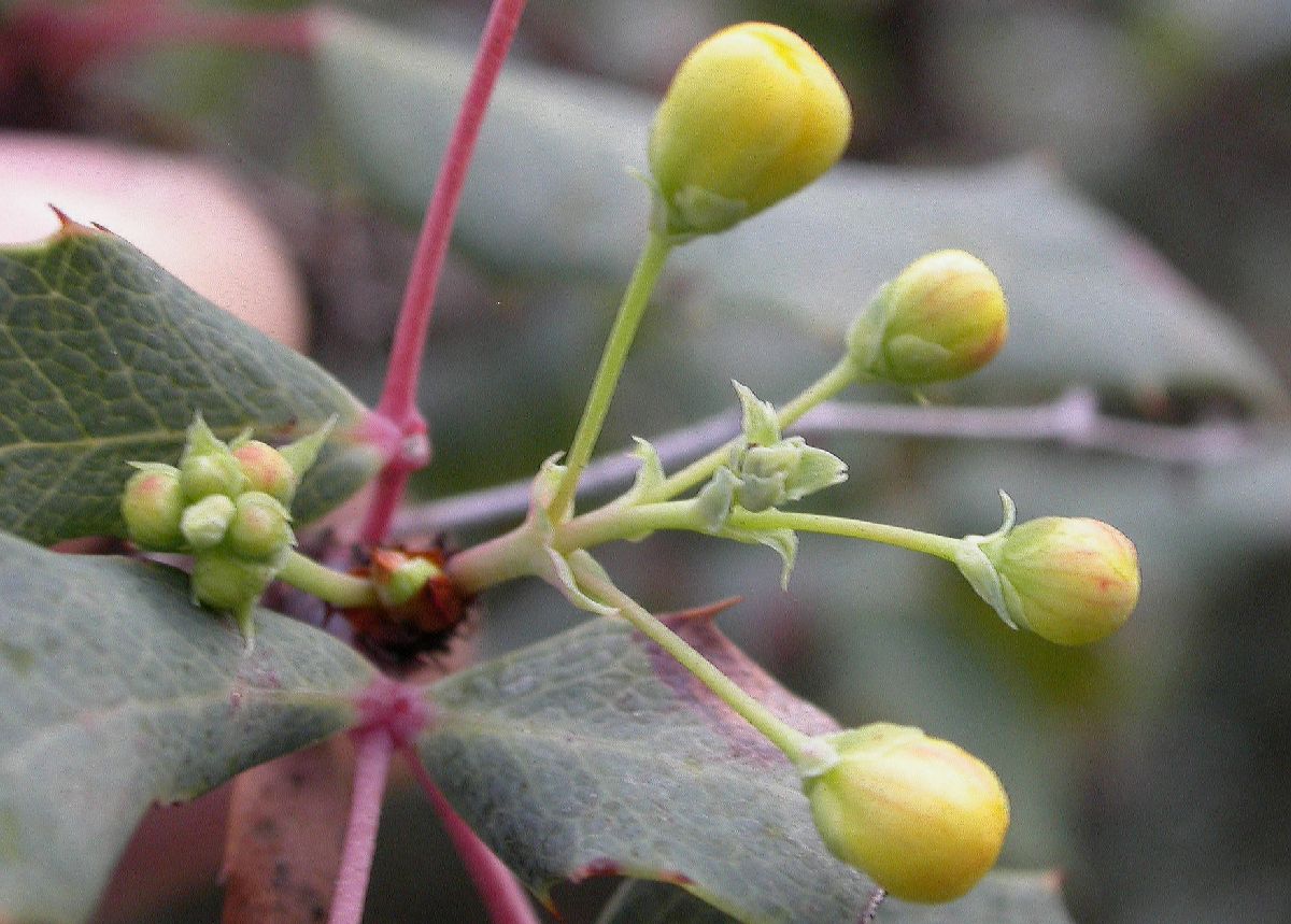 Berberidaceae Mahonia nevinii