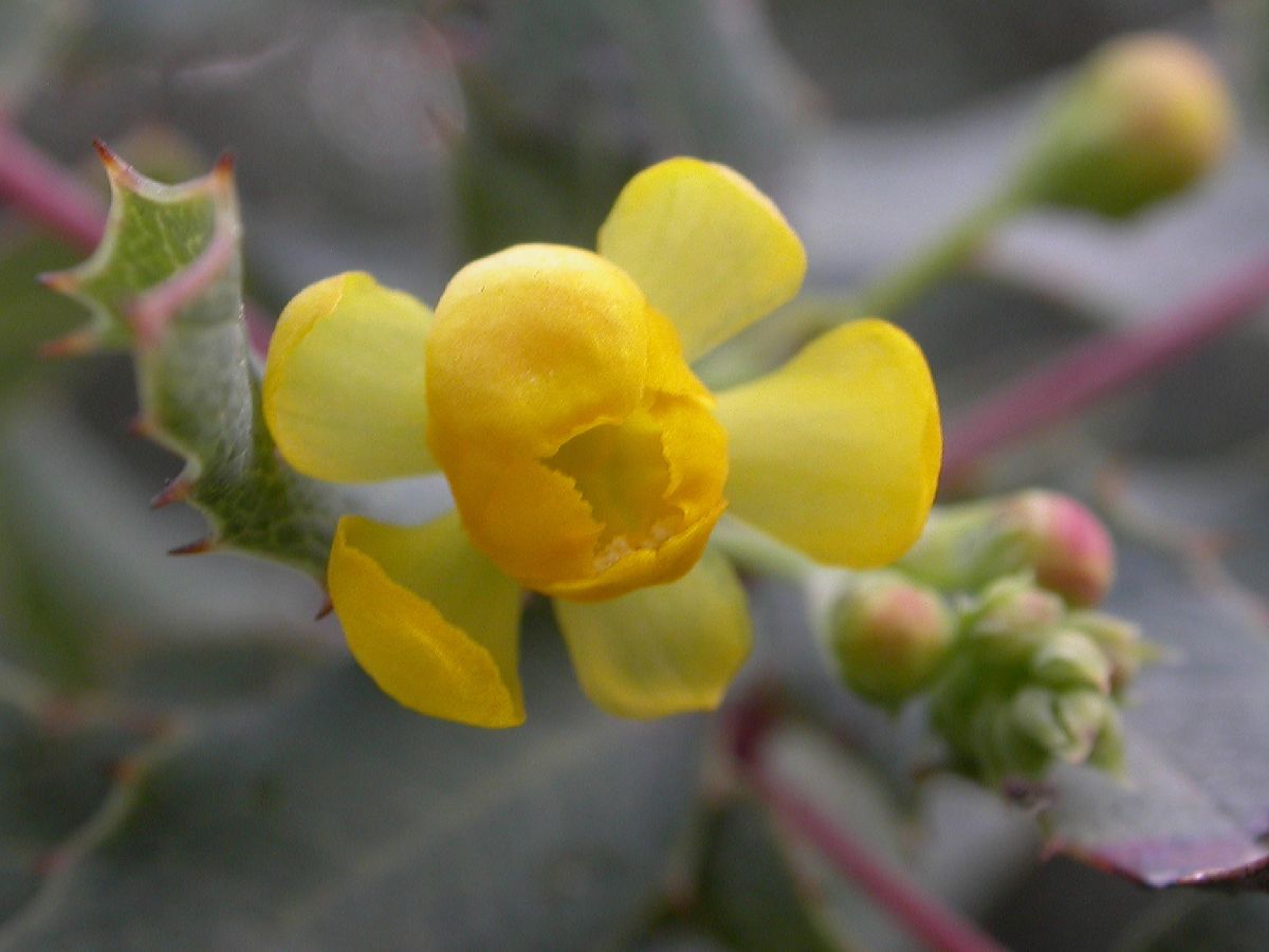 Berberidaceae Mahonia nevinii