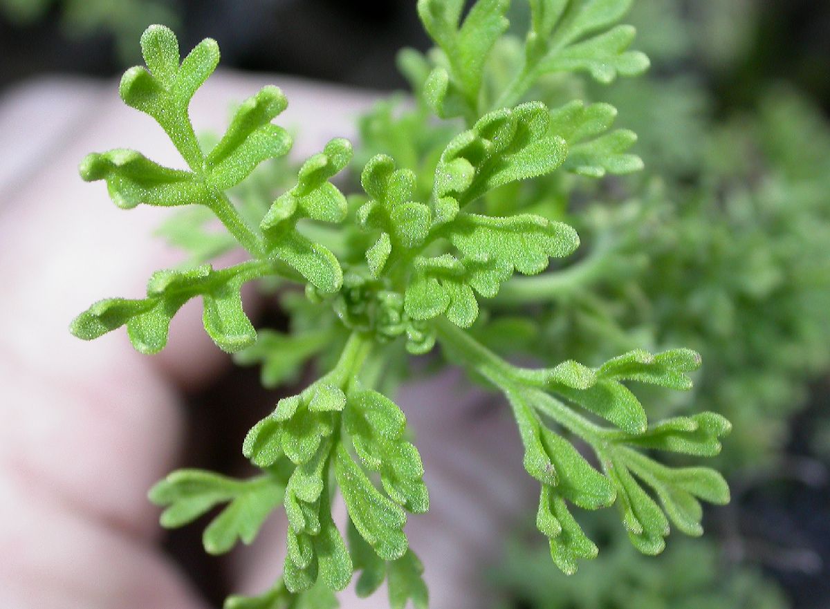 Asteraceae Bahia ambrosioides