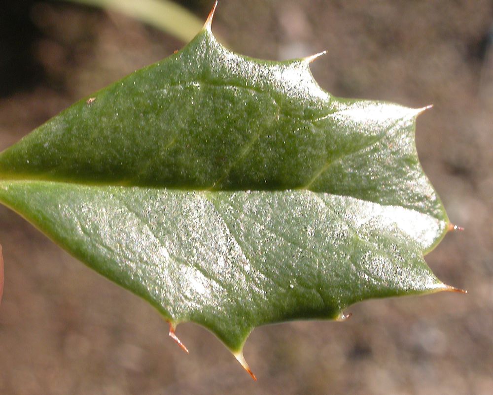 Berberidaceae Berberis darwinii