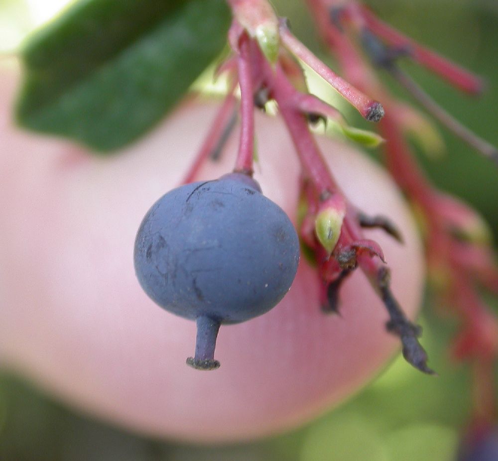 Berberidaceae Berberis darwinii