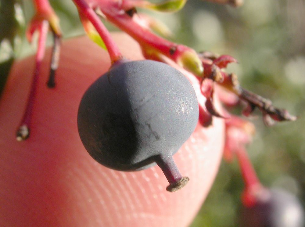 Berberidaceae Berberis darwinii