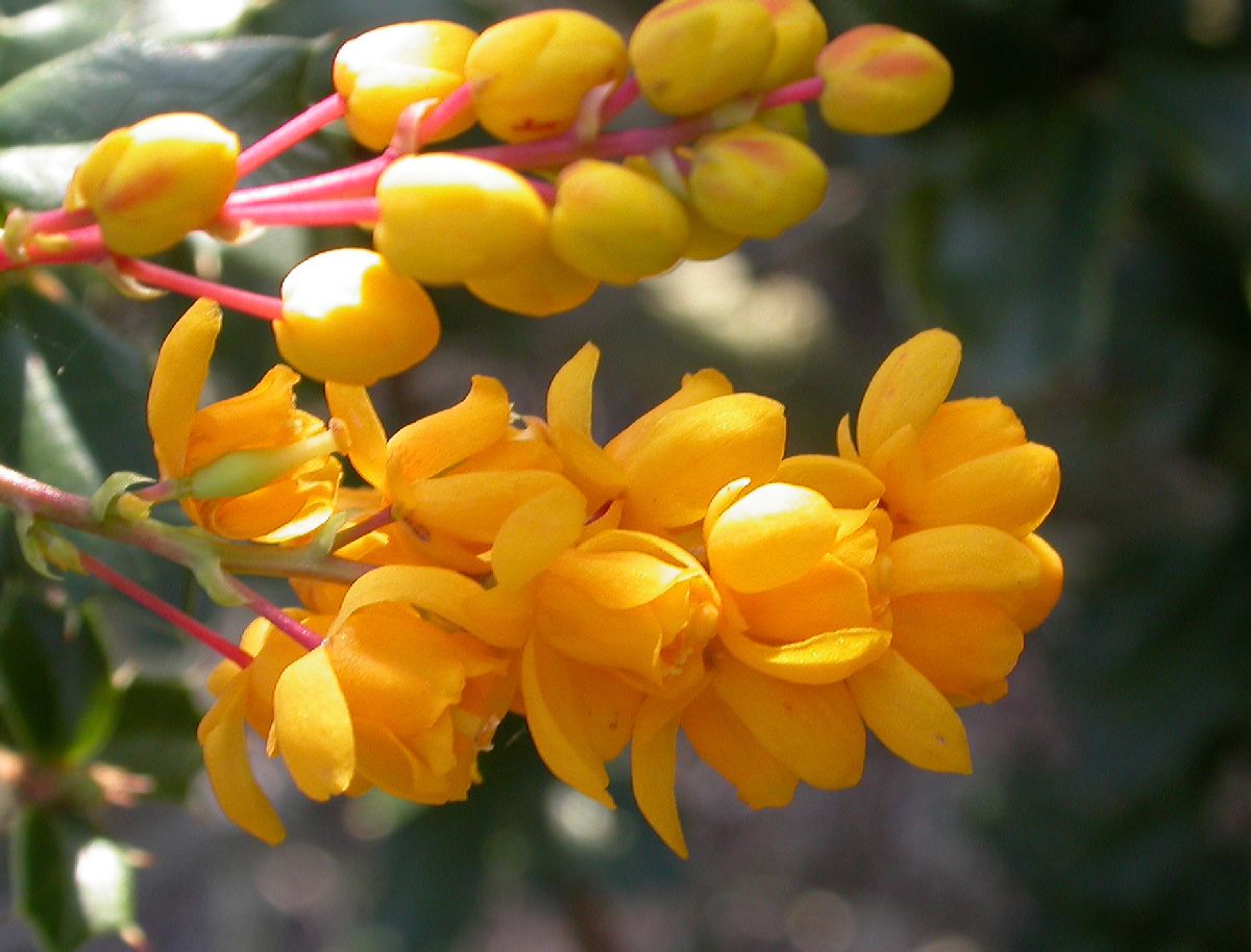 Berberidaceae Berberis darwinii