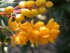 image of Berberis darwinii