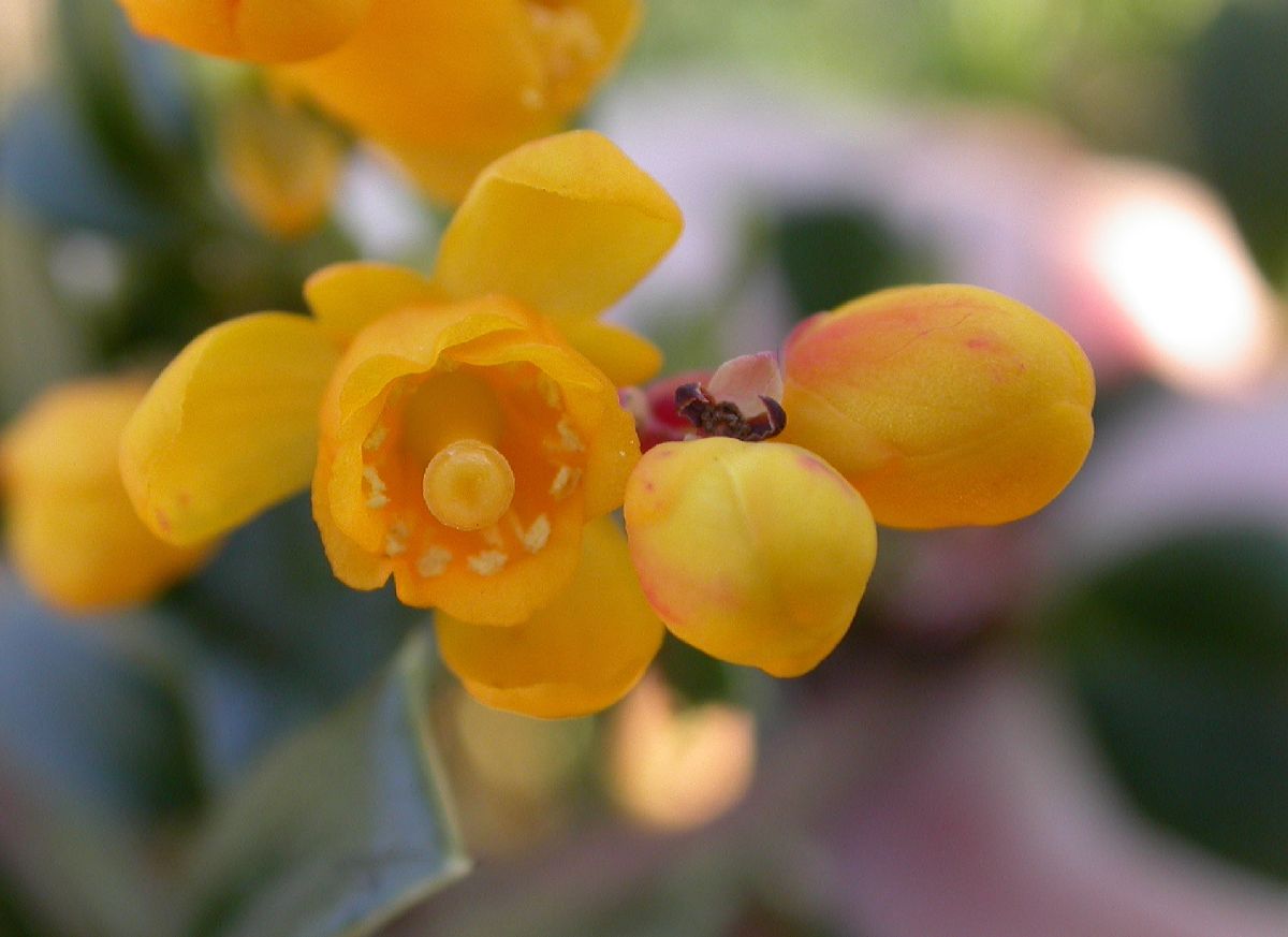 Berberidaceae Berberis darwinii