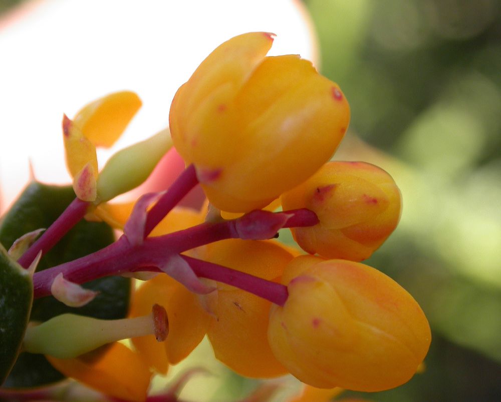 Berberidaceae Berberis darwinii