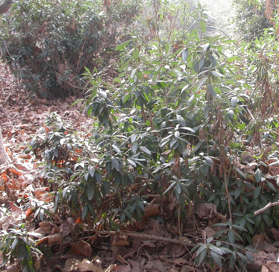 Hydrangeaceae Carpenteria californica