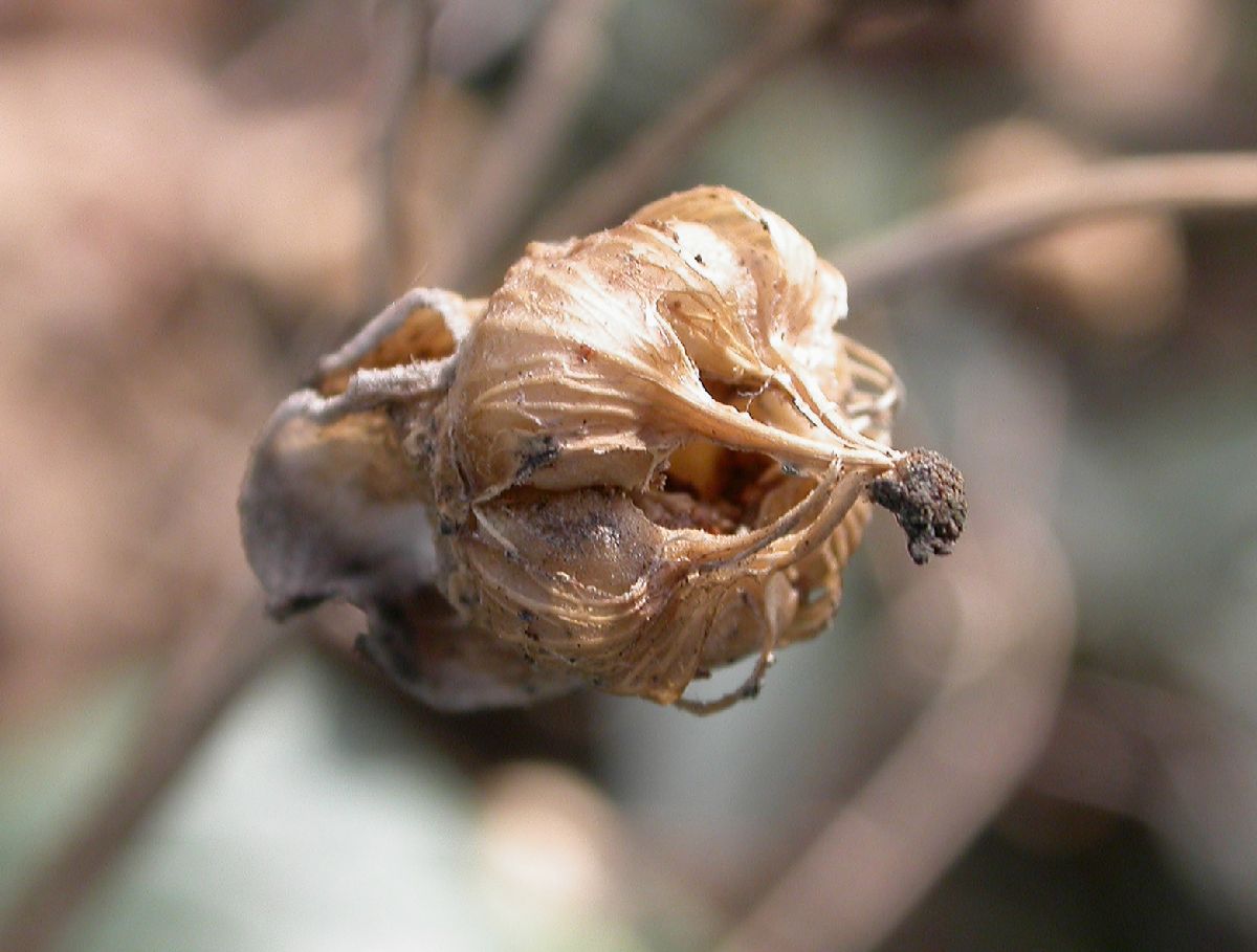 Hydrangeaceae Carpenteria californica