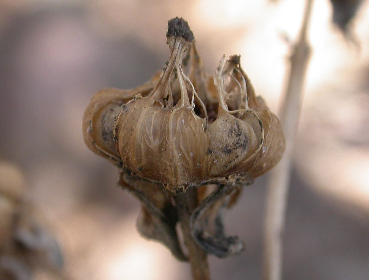 Hydrangeaceae Carpenteria californica