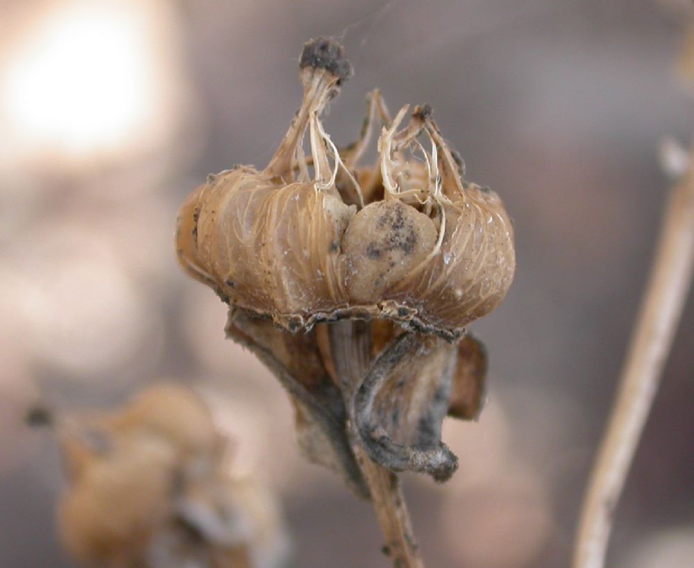 Hydrangeaceae Carpenteria californica