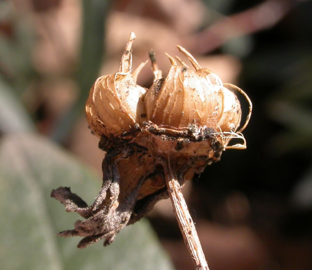 Hydrangeaceae Carpenteria californica