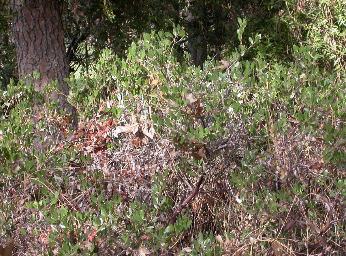 Ericaceae Arctostaphylos densiflora