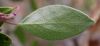 image of Arctostaphylos densiflora