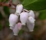 image of Arctostaphylos densiflora