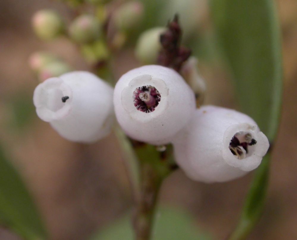 Ericaceae Arctostaphylos densiflora