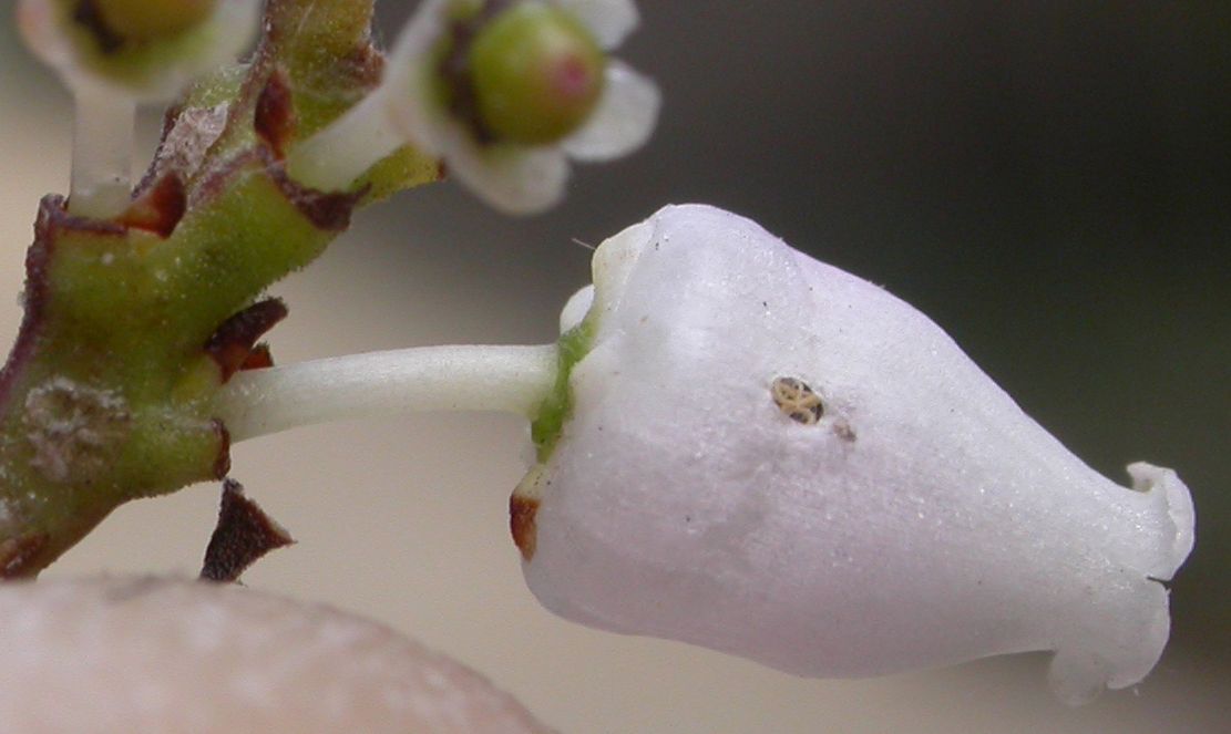 Ericaceae Arctostaphylos densiflora