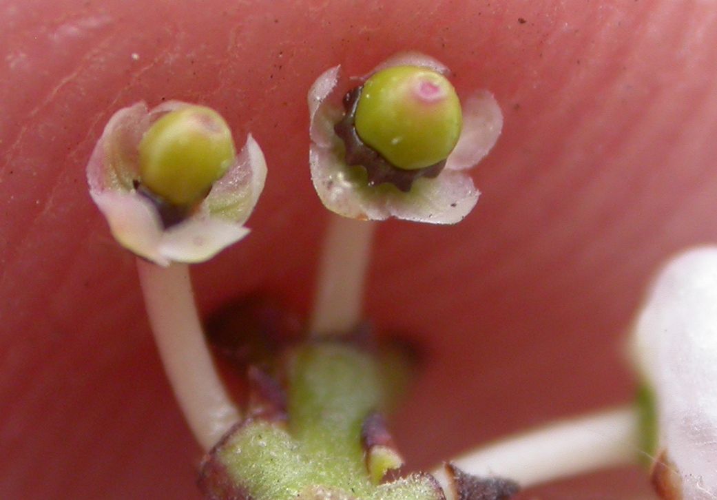 Ericaceae Arctostaphylos densiflora