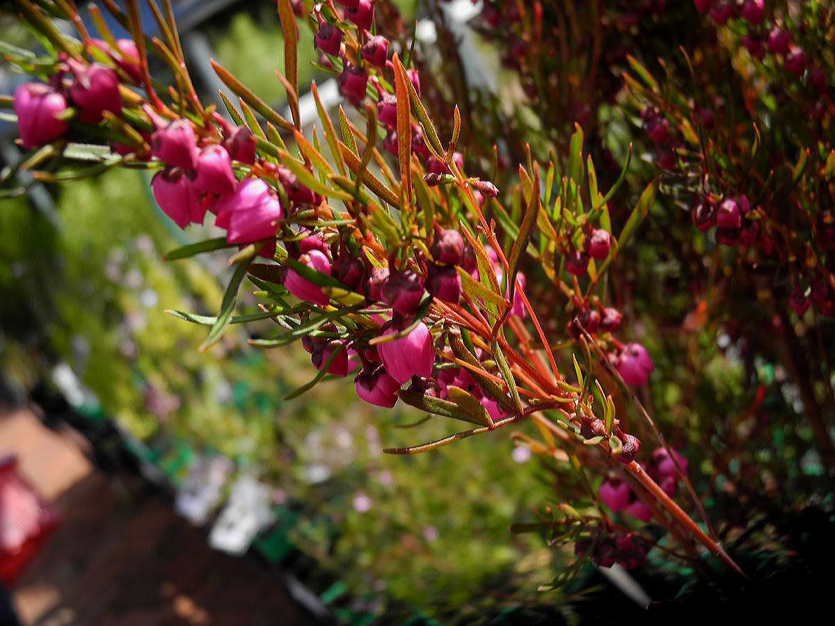 Rutaceae Boronia heterophylla