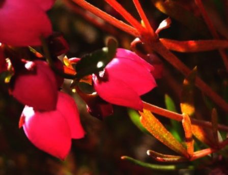 Rutaceae Boronia heterophylla