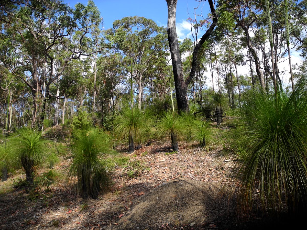 Asphodelaceae Zanthorrhoea 