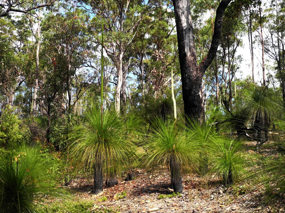 Asphodelaceae Zanthorrhoea 