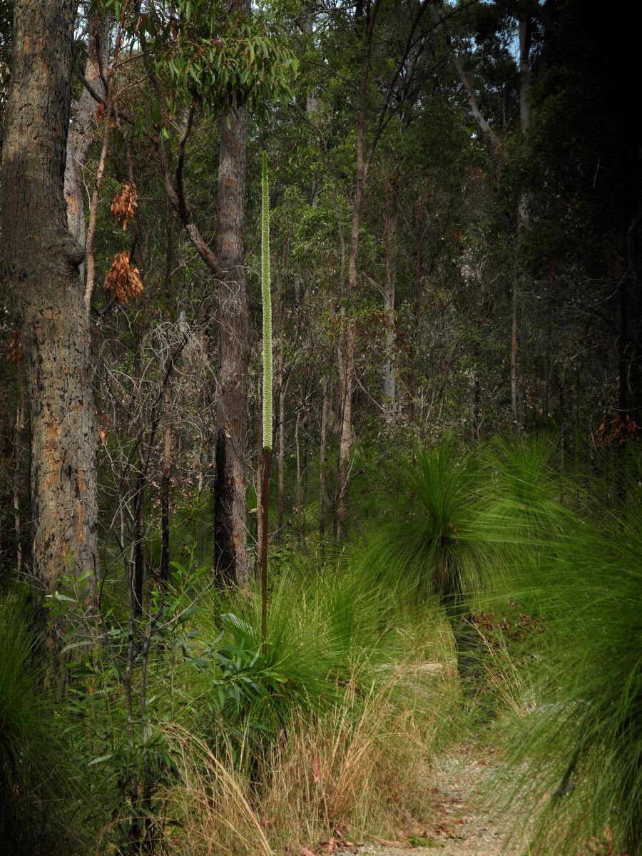 Asphodelaceae Zanthorrhoea 