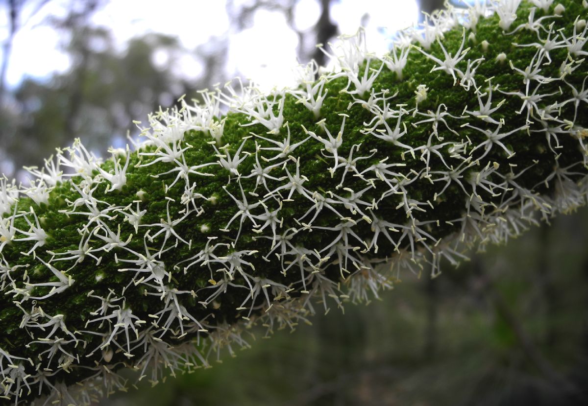 Asphodelaceae Zanthorrhoea 