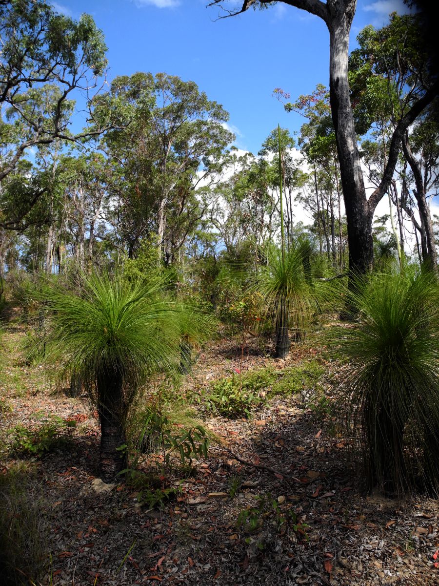 Asphodelaceae Zanthorrhoea 