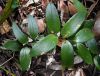 image of Drymophila moorei