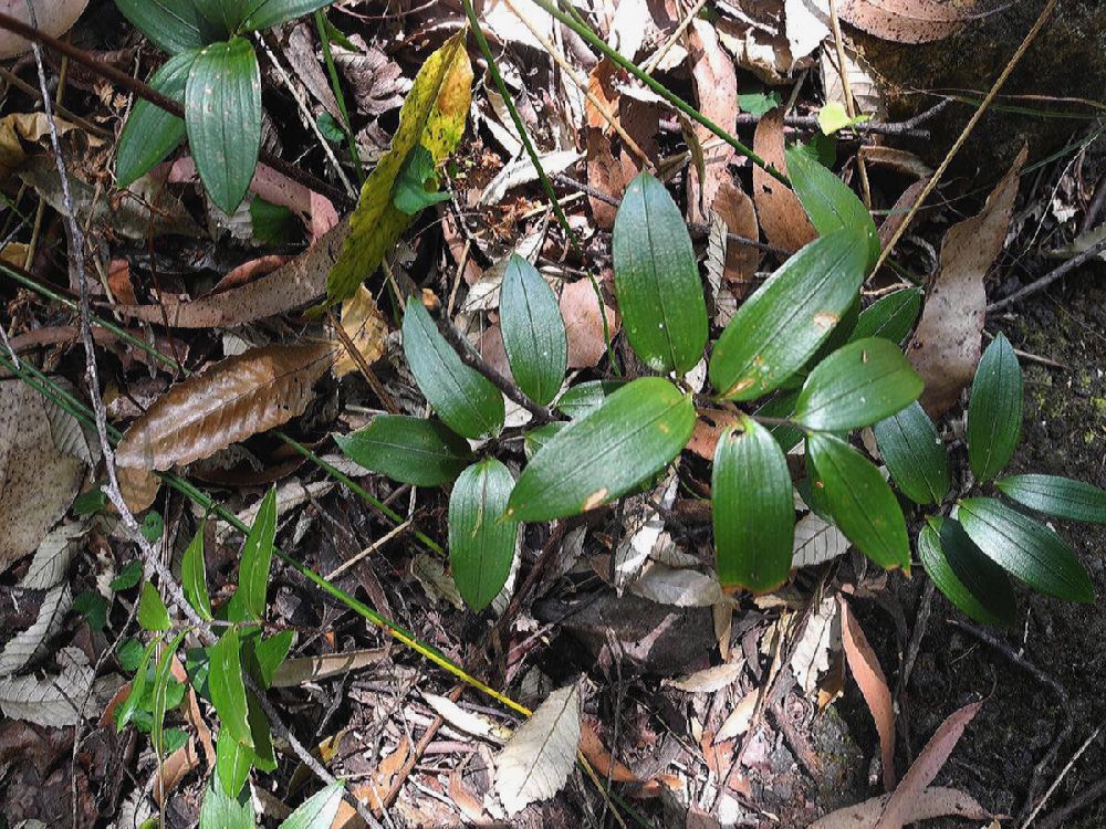 Luzuriagaceae Drymophila moorei