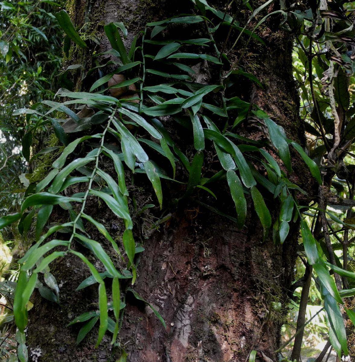 Araceae Pothos longipes