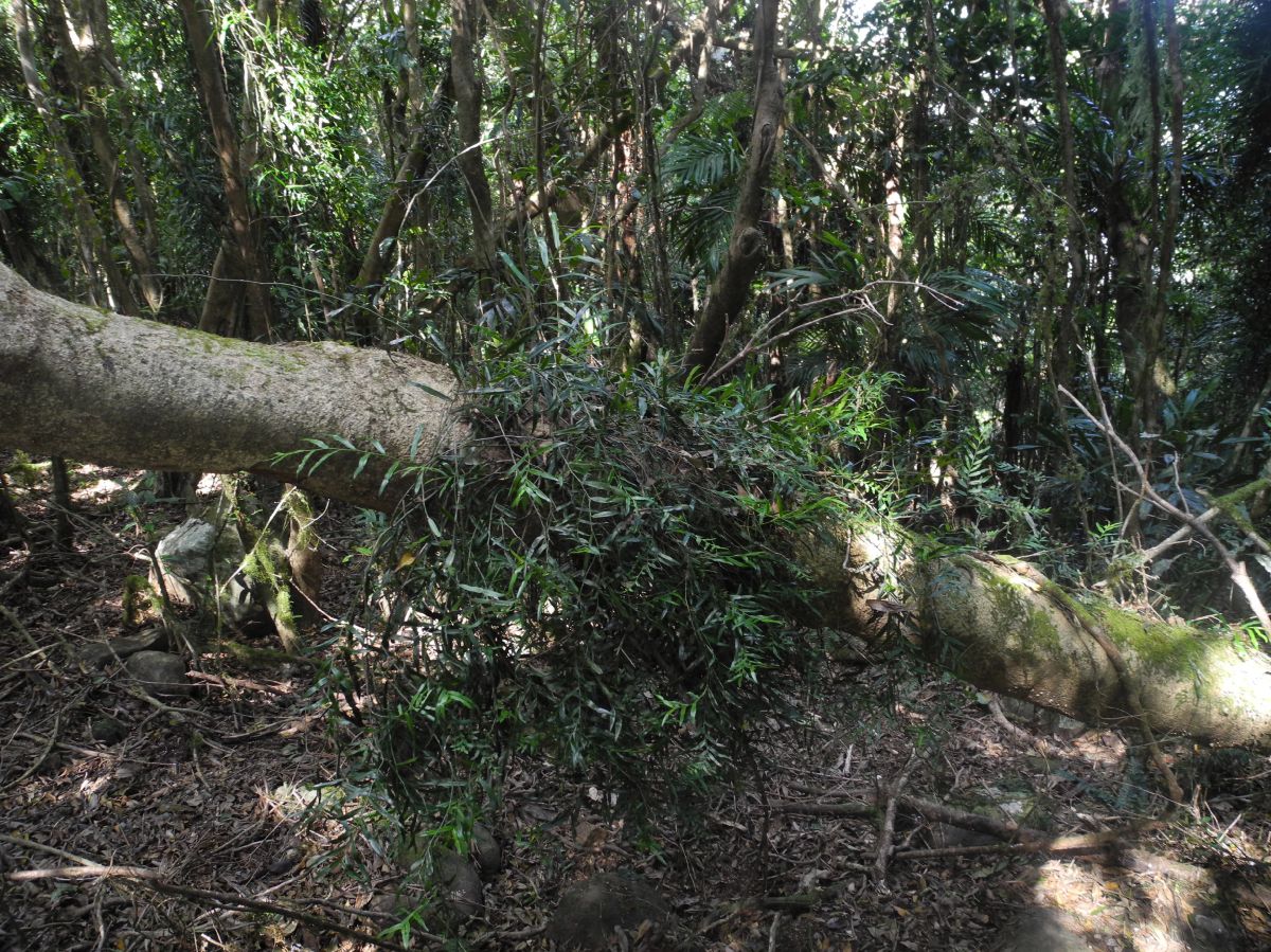 Araceae Pothos longipes