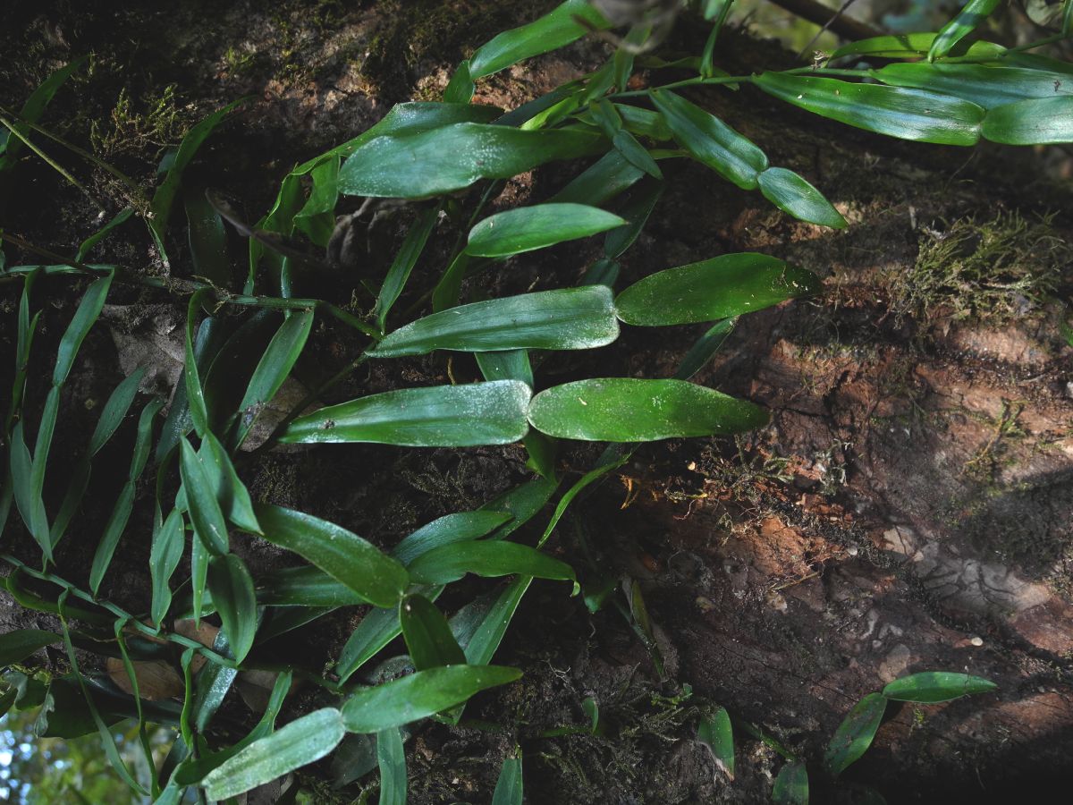 Araceae Pothos longipes