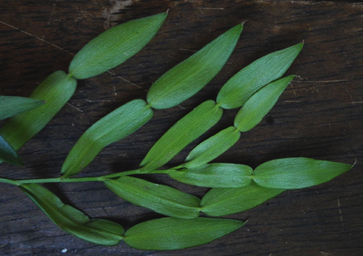 Araceae Pothos longipes