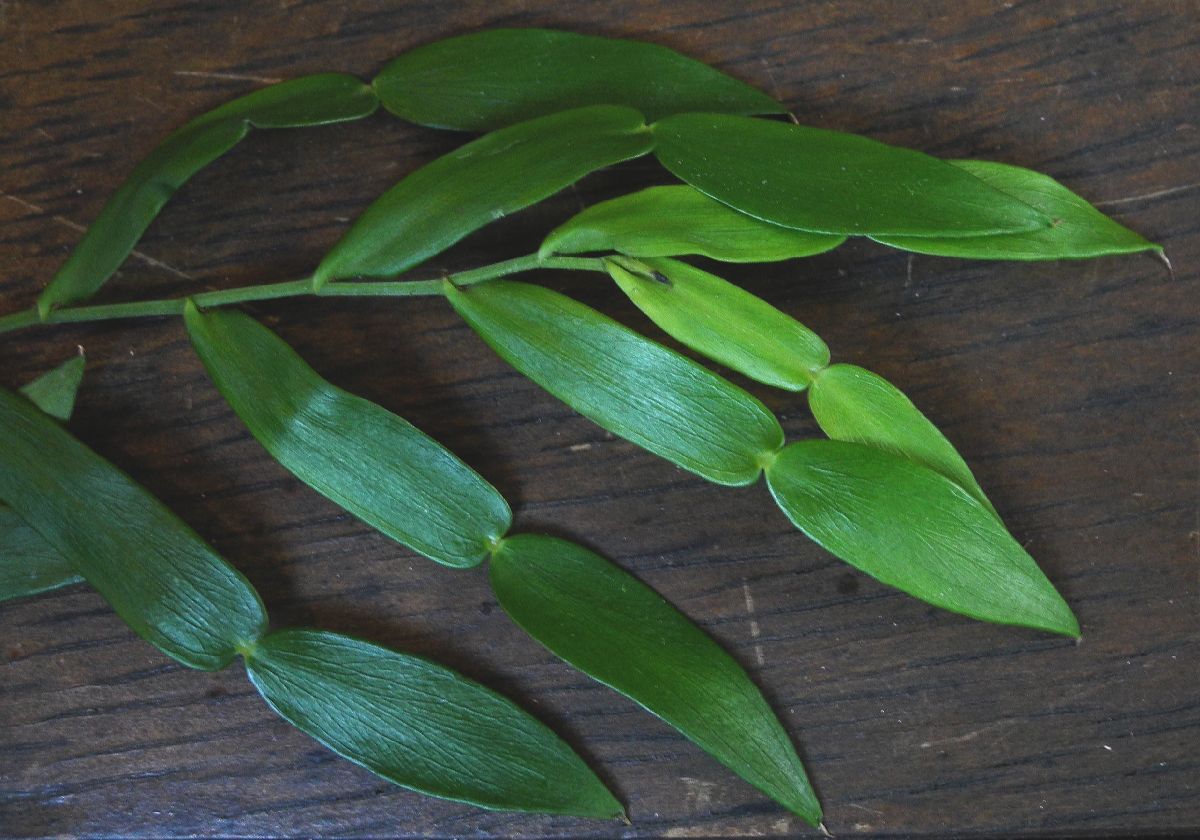 Araceae Pothos longipes