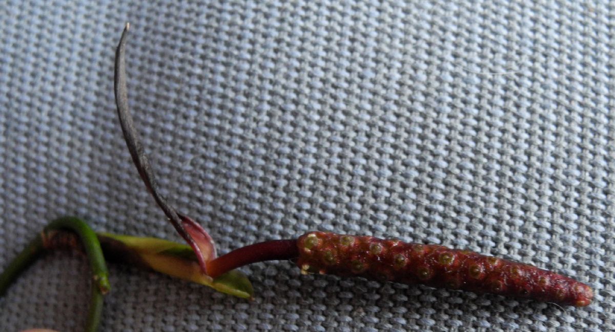 Araceae Pothos longipes