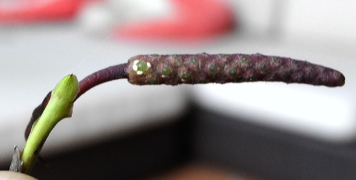 Araceae Pothos longipes