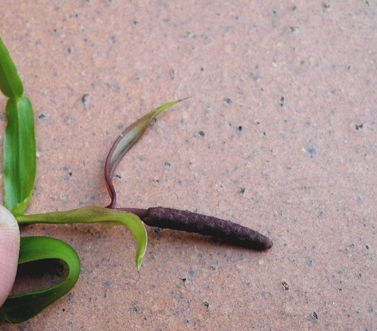 Araceae Pothos longipes