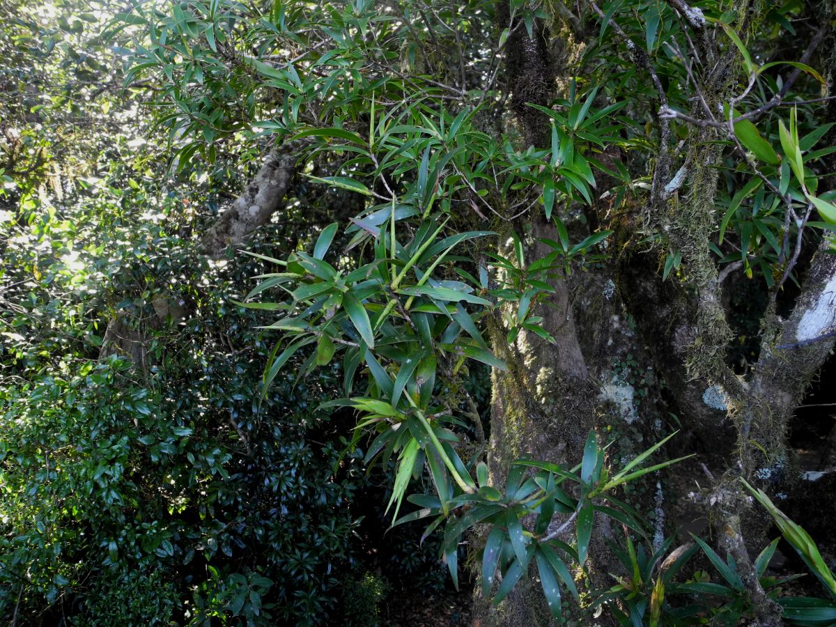 Ripogonaceae Ripogonum brevifolium