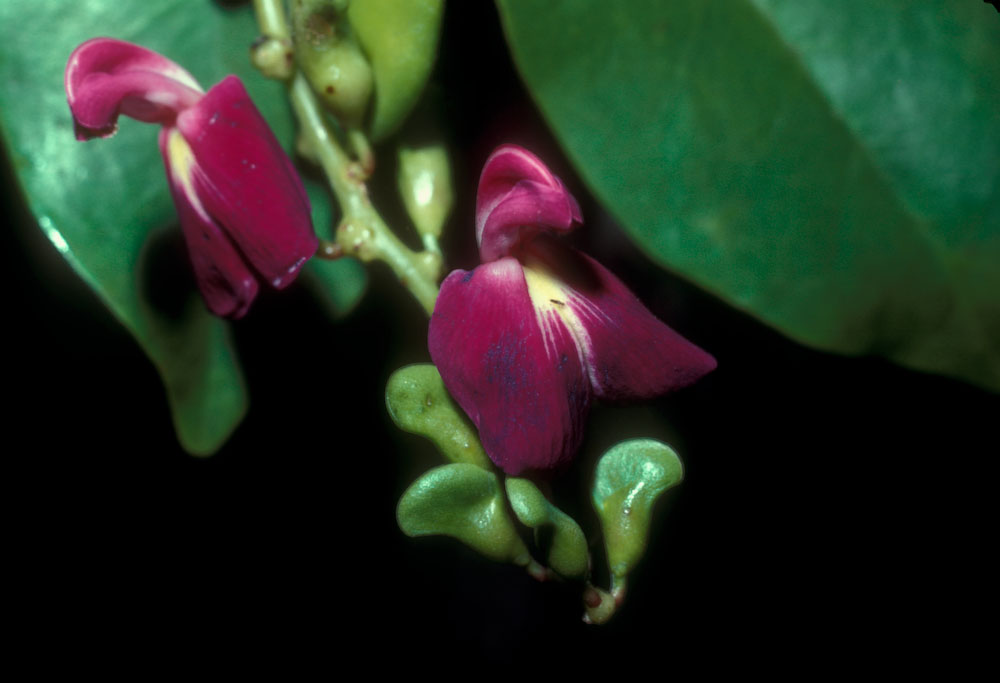 Fabaceae Canavalia nitida