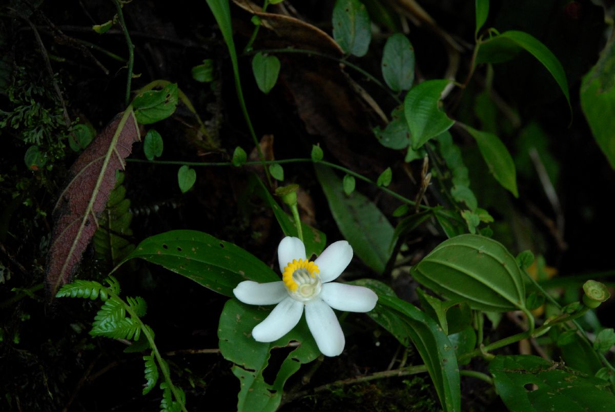 Melastomataceae Blakea 