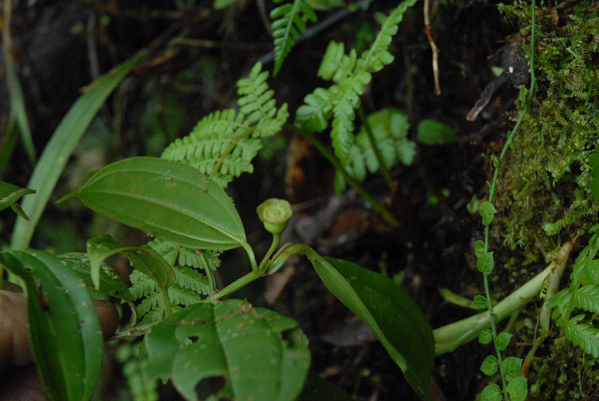 Melastomataceae Blakea 